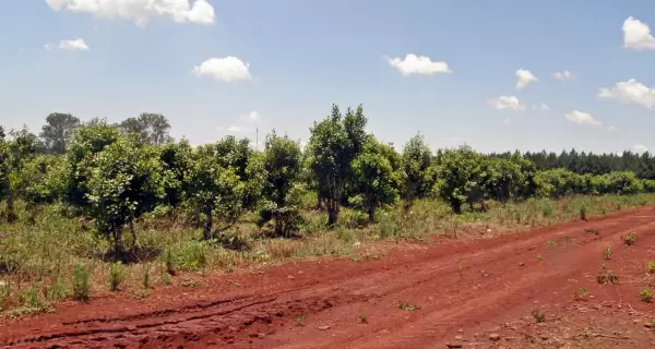 Las chacras y yerbales misioneros son el coraz�n del turismo rural en la provincia de Misiones.