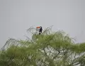 El tuc�n toco es una de las aves m�s representativas de la selva misionera y del turismo ornitol�gico en Argentina.