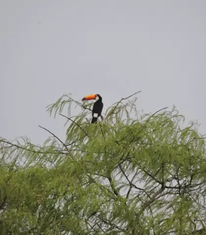 El tuc�n toco es una de las aves m�s representativas de la selva misionera y del turismo ornitol�gico en Argentina.