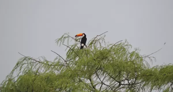 El tuc�n toco es una de las aves m�s representativas de la selva misionera y del turismo ornitol�gico en Argentina.