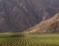 Los valles riojanos celebran cada a�o la vendimia y el Torront�s Riojano, s�mbolo del vino blanco argentino.