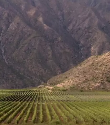 Los valles riojanos celebran cada a�o la vendimia y el Torront�s Riojano, s�mbolo del vino blanco argentino.