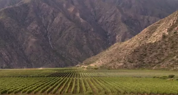 Los valles riojanos celebran cada a�o la vendimia y el Torront�s Riojano, s�mbolo del vino blanco argentino.