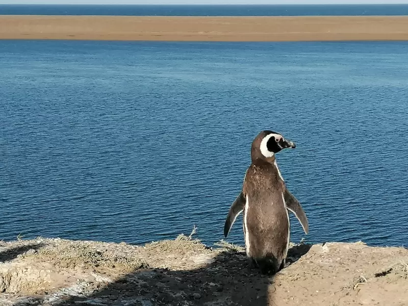 ping�ino, pen�nsula de vald�s, patagonia, argentina, naturaleza, turismo