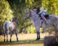 El turismo rural en C�rdoba propone experiencias aut�nticas en contacto con la vida de campo.