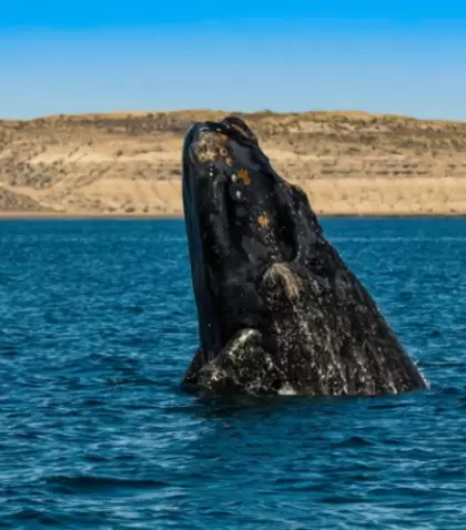 Ballena franca austral sale a la superficie en la Pen�nsula Vald�s, Puerto Madryn.