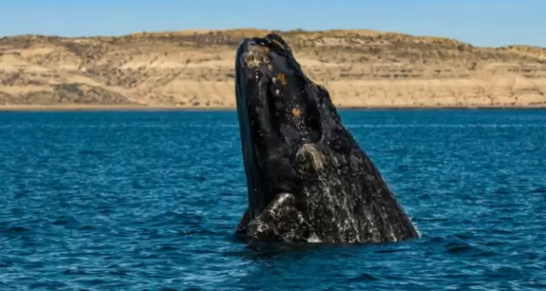 Ballena franca austral sale a la superficie en la Pen�nsula Vald�s, Puerto Madryn.
