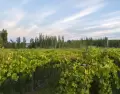 Los pueblos cerca de Mendoza ofrecen paseos rodeados de vi�edos y monta�as.