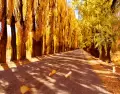 Mendoza en oto�o se ti�e de dorados frente a la cordillera de los Andes.
