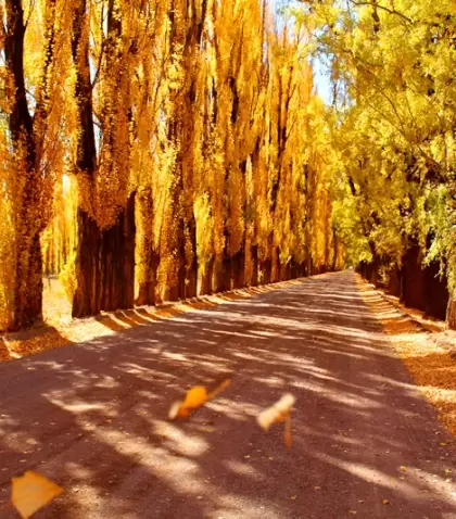 Mendoza en oto�o se ti�e de dorados frente a la cordillera de los Andes.