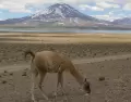 Los rincones naturales de Mendoza sorprenden con volcanes, lagunas, ca�ones y paisajes �nicos.