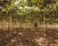 El vino molde� la identidad de la provincia.