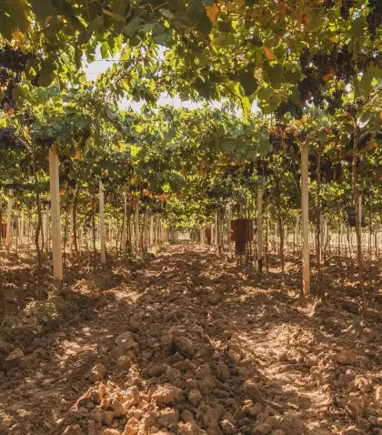 El vino molde� la identidad de la provincia.