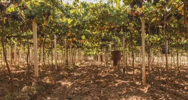 El vino molde� la identidad de la provincia.
