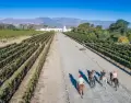 Vi�edos en Cafayate, bodegas con experiencias �nicas.