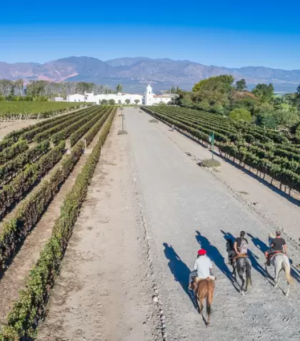 Vi�edos en Cafayate, bodegas con experiencias �nicas.