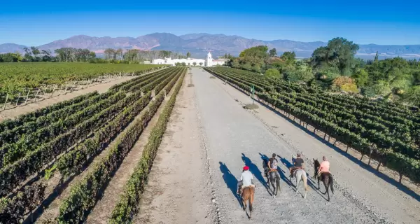 Vi�edos en Cafayate, bodegas con experiencias �nicas.