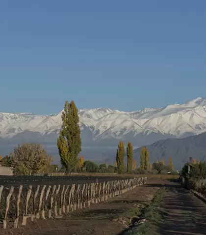 Gu�a de bodegas econ�micas en Mendoza