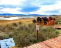La Reserva Laguna Nimez es una de las mejores alternativas.