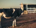 La Exposici�n Rural de Palermo sigue siendo uno de los grandes eventos de julio en Buenos Aires.