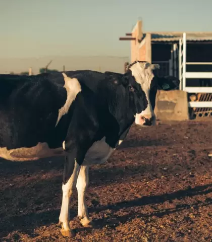 La Exposici�n Rural de Palermo sigue siendo uno de los grandes eventos de julio en Buenos Aires.